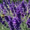 Blowin' In The Wind Collection 1 Blowin' In The Wind Collection -Plant Finder Shop hidcote superior english lavender garden flower bee