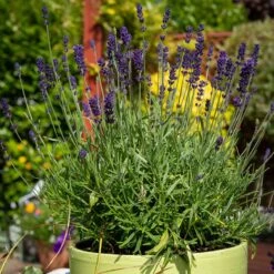 Hidcote Superior English Lavender -Plant Finder Shop hidcote superior english lavender pot