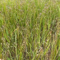 Sweetgrass -Plant Finder Shop hierochloe odorata3