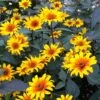 Burning Hearts Heliopsis -Plant Finder Shop high country gardens heliopsis helianthoides burning hearts 2