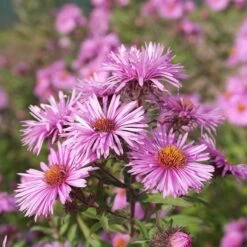 Superstar Aster Collection -Plant Finder Shop honeysong pink new england aster