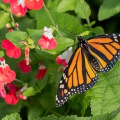 Hot Lips Salvia -Plant Finder Shop hot lips salvia 4