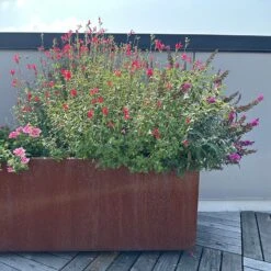 Hot Lips Salvia -Plant Finder Shop hot lips salvia 5