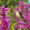 Hummingbird Attracting Collection For The West 2 Hummingbird Attracting Collection For The West -Plant Finder Shop hummingbird agastache cana rosita hummingbird