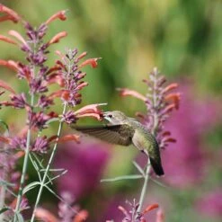 Habitat Hero Birdwatcher Pre-Planned Garden -Plant Finder Shop hummingbird agastache rupestris pam koch 3 1