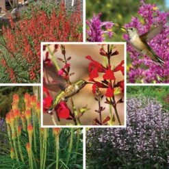 Hummingbird Attracting Collection For The West -Plant Finder Shop hummingbird attracting west 9 19 25