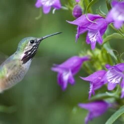 Plant Select® Waterwise Perennial Collection -Plant Finder Shop hummingbird penstemon pikes peak cropped