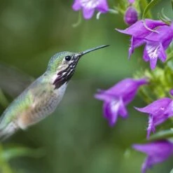 Pike's Peak Purple® Penstemon -Plant Finder Shop hummingbird penstemon pikes peak hummer