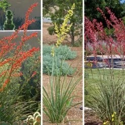 Hummingbird Paradise Hesperaloe Collection -Plant Finder Shop hummingbird paradise hesperaloe collage