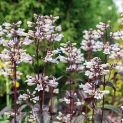 Husker Red Penstemon -Plant Finder Shop husker red penstemon cropped 3