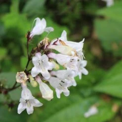 Husker Red Penstemon -Plant Finder Shop husker red penstemon cropped 4