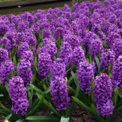 Miss Saigon Hyacinth -Plant Finder Shop hyacinth bulbs miss saigon brer00219