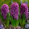 Miss Saigon Hyacinth -Plant Finder Shop hyacinth bulbs miss saigon elbo32118