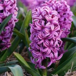 Spring Is In The Air Bulb Collection 11 Spring Is In The Air Bulb Collection -Plant Finder Shop hyacinthus orientalis miss saigon visi