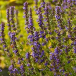Plant Finder Shop -Plant Finder Shop hyssop hyssopus cropped 19 1