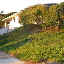 Cooper's Hardy Ice Plant -Plant Finder Shop ice plant groundcover side yard la jolla cropped