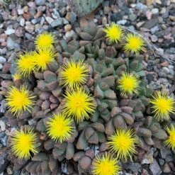 Night-Blooming Ice Plant (Stomatium) -Plant Finder Shop img 7192 stomatium mustilinum sq 1