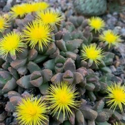 Night-Blooming Ice Plant (Stomatium) -Plant Finder Shop img 7193 stomatium mustilinum sq