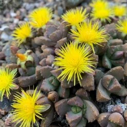 Night-Blooming Ice Plant (Stomatium) -Plant Finder Shop img 7220 stomatium mustilinum.sq