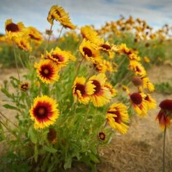 Dry Area Wildflower Seed Mix -Plant Finder Shop indian blanket flower