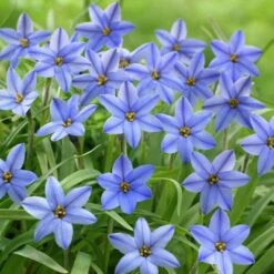 Jessie Spring Starflower -Plant Finder Shop ipheionjessie