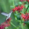 Jacob Cline Bee Balm -Plant Finder Shop jacob kline monardaand annas hummingbird pam koch az 3