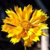 Jethro Tull Coreopsis -Plant Finder Shop jethro tull coreopsis adobe stock cropped