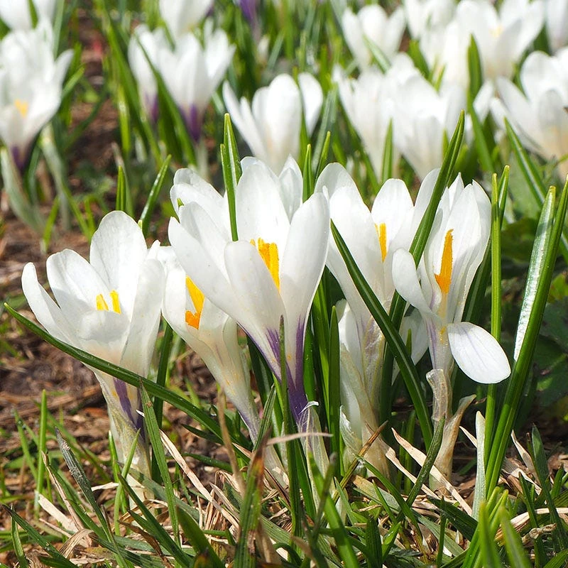 Joan Of Arc Dutch Crocus 3 Joan Of Arc Dutch Crocus