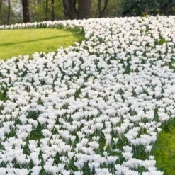 Magic Carpet Bulb Collection -Plant Finder Shop joan of arc dutch crocus sq