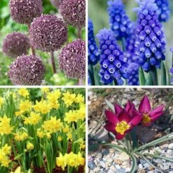 Jumbo Waterwise Garden Bulb Collection -Plant Finder Shop jumbo waterwise garden bulb coll fy26