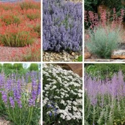 Jumbo Waterwise Extension Collection -Plant Finder Shop jww extension collage