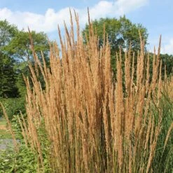 Karl Foerster Feather Reed Grass -Plant Finder Shop karl feorster feather reed grass 2