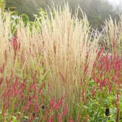 Karl Foerster Feather Reed Grass -Plant Finder Shop karl feorster feather reed grass 3