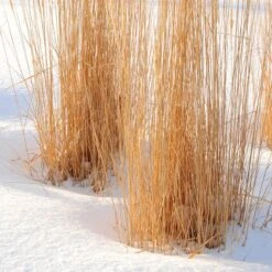 Karl Foerster Feather Reed Grass -Plant Finder Shop karl foerster feather reed grass winter