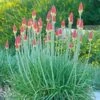 Pfitzer Red Hot Poker Mix -Plant Finder Shop kniphofia uvaria santa fe landscape cropped 1 1