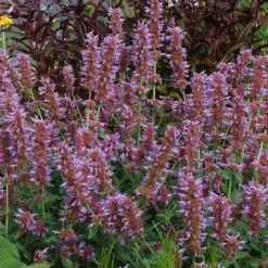 Kudos™ Silver Blue Agastache -Plant Finder Shop kudos silver blue agastache 3