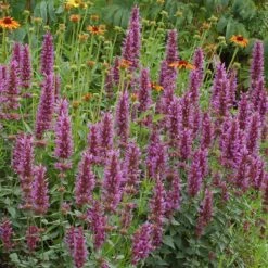 Kudos™ Silver Blue Agastache -Plant Finder Shop kudos silver blue agastache hero