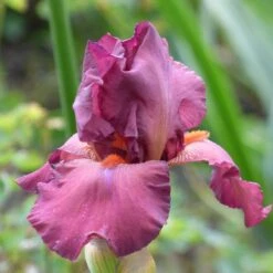Desert Sky Bearded Iris Collection -Plant Finder Shop lady friend desert sky coll