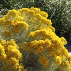 La Plata Silver Leaf Rabbitbrush (Chrysothamnus) -Plant Finder Shop laplata rabbitbrush 2