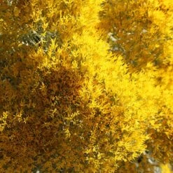 La Plata Silver Leaf Rabbitbrush (Chrysothamnus) -Plant Finder Shop laplata rabbitbrush closeup