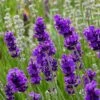 FlowerKisser® After Midnight English Lavender 1 FlowerKisser® After Midnight English Lavender -Plant Finder Shop lavander angustifolia after midnight 2 cc cropped 2