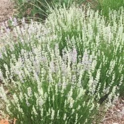 FlowerKisser® Delft Blue & White English Lavender -Plant Finder Shop lavandula angustifolia flowerkisser delft blue and white flowers