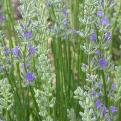 FlowerKisser® Delft Blue & White English Lavender -Plant Finder Shop lavandula angustifolia flowerkisser delft blue flower