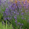 Munstead Violet English Lavender -Plant Finder Shop lavandula angustifolia munstead violet 1 1