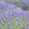 Royal Velvet English Lavender 1 Royal Velvet English Lavender -Plant Finder Shop lavandula angustifolia royal velvet lavender field flowrs 1 1