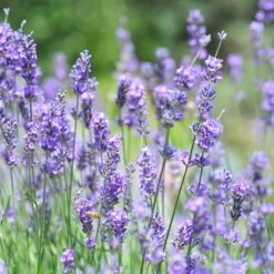 Vera English Lavender -Plant Finder Shop lavandula angustifolia vera