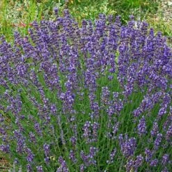 Vera English Lavender -Plant Finder Shop lavandula angustifolia vera cc 1