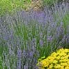 Vera English Lavender -Plant Finder Shop lavandula angustifolia vera eriogonum umbellatum proliferum cropped cc 1