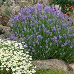 FireSmart Collection - Zone 2 -Plant Finder Shop lavandula angustifolia wee one