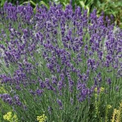 Plant Finder Shop -Plant Finder Shop lavandula buena vista lavender flowers 2